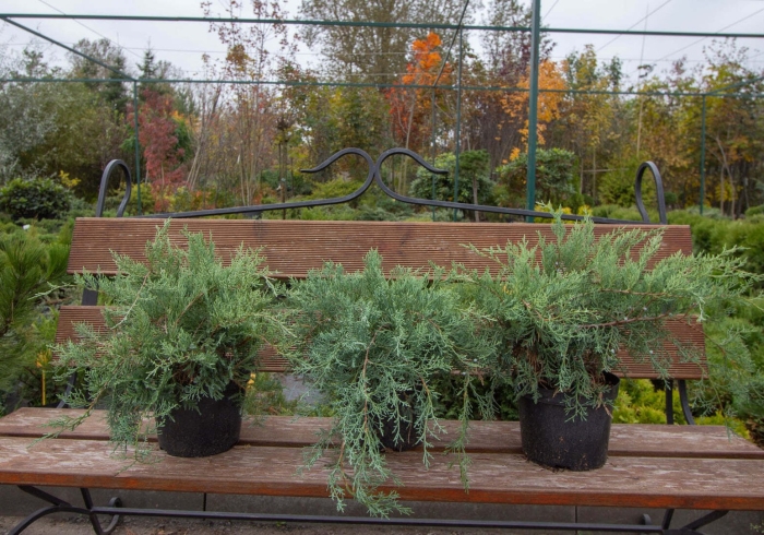 Можжевельник виргинский хетц