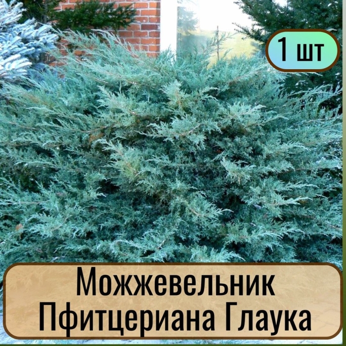 Можжевельник казацкий глаука