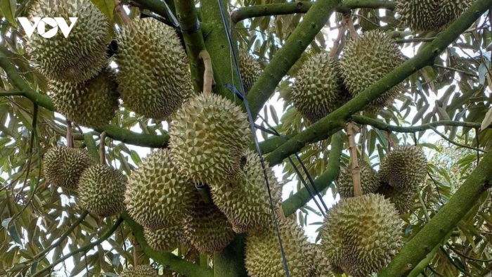 Дуриан растение