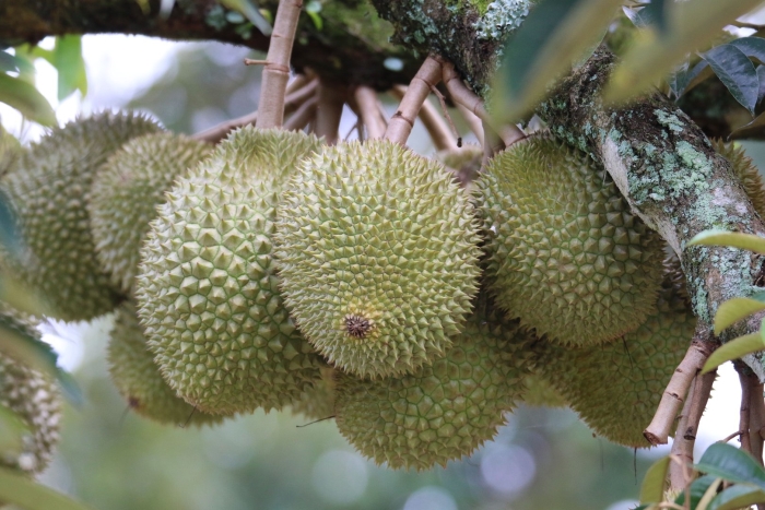 Дерево дуриан