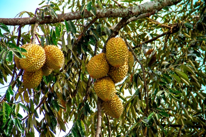 Дуриан цибетиновый