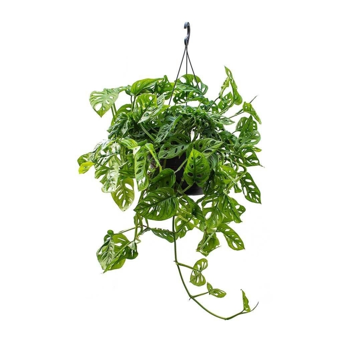 Монстера обликва