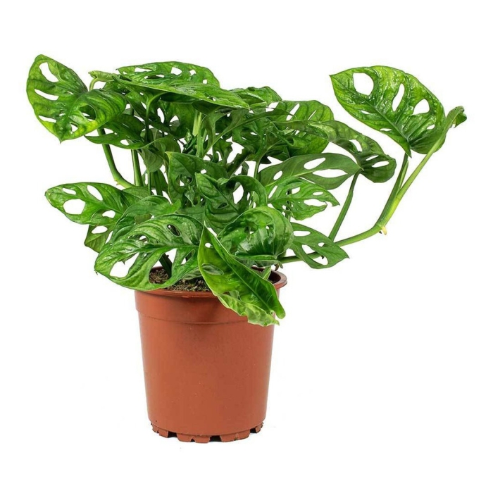 Монстера обликва манки маск