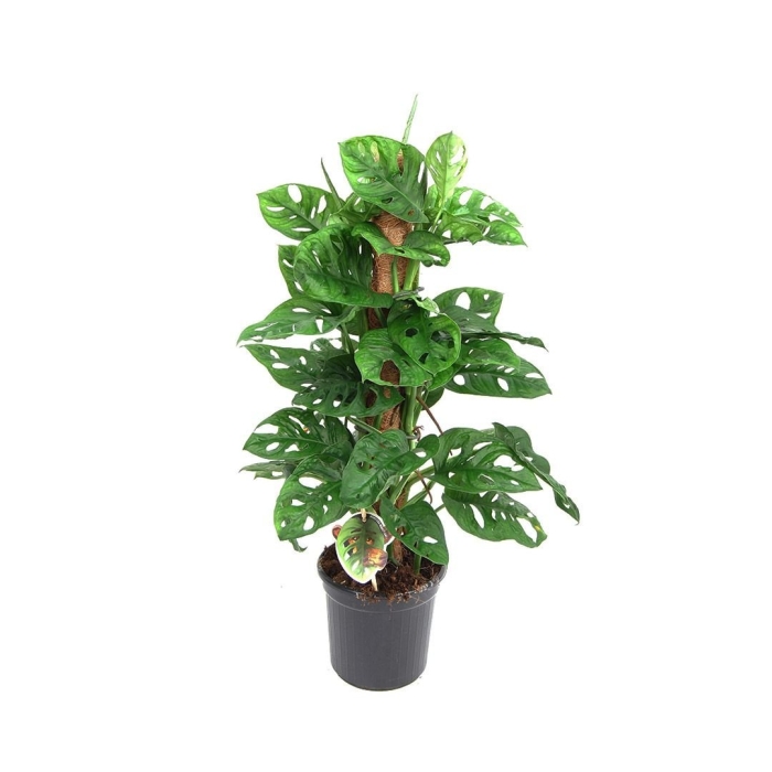 Монстера обликва манки