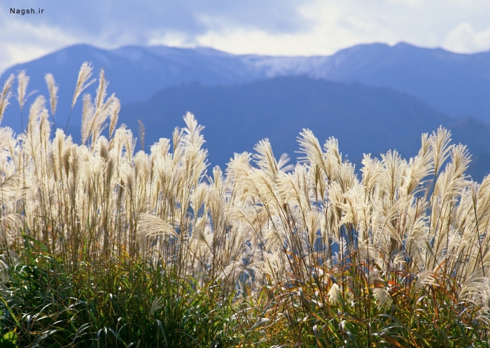 Высокая трава