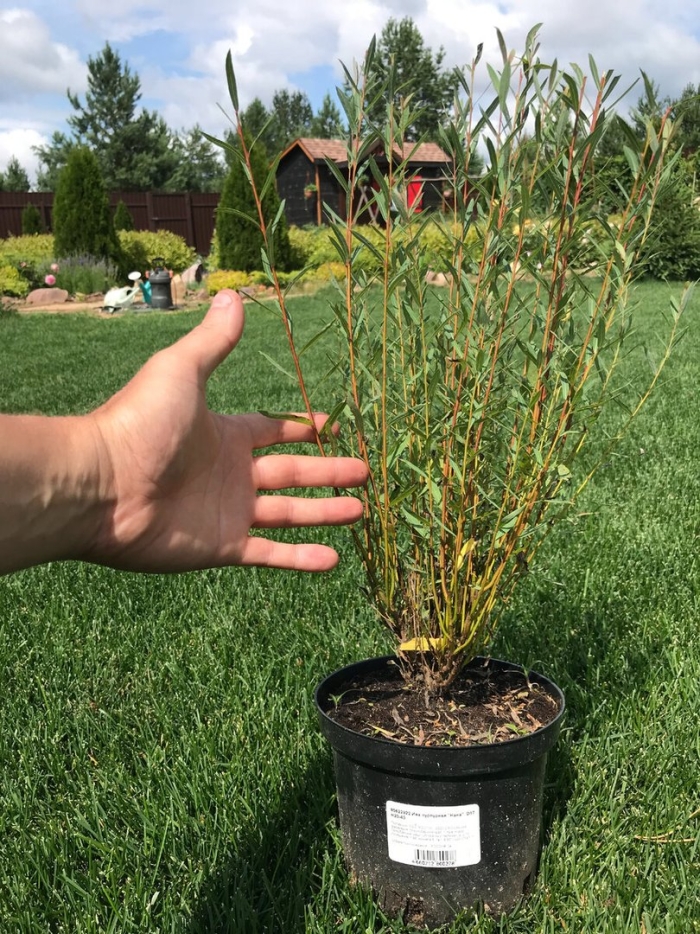 Ива пурпурная нана саженцы