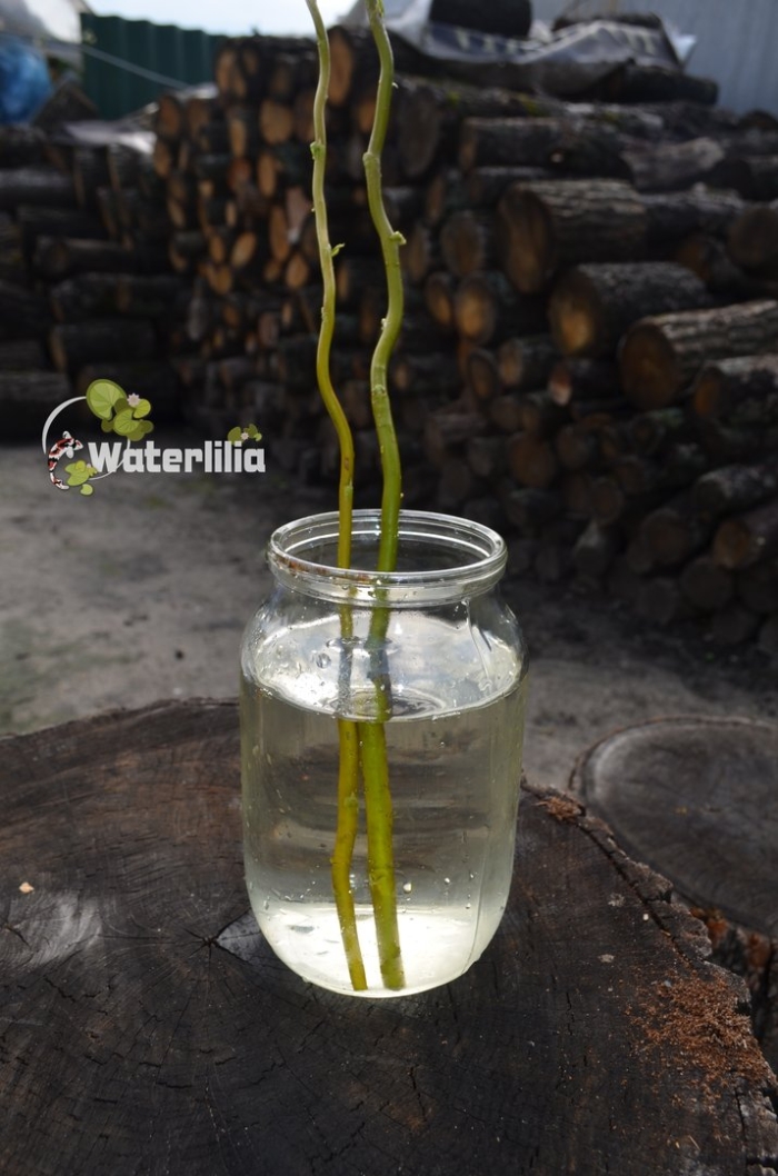 Укоренение черенков