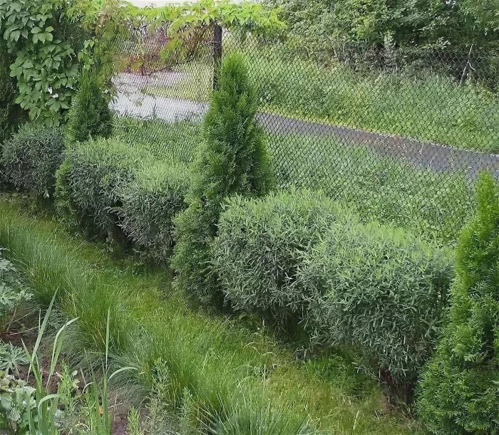 Ива пурпурная нана живая изгородь