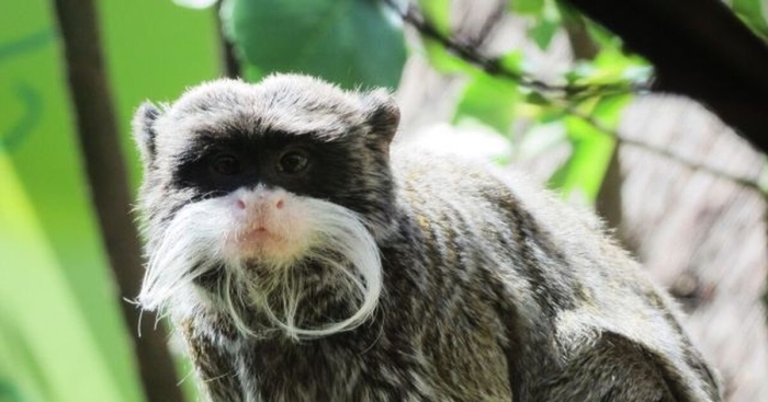 Императорский тамарин усы