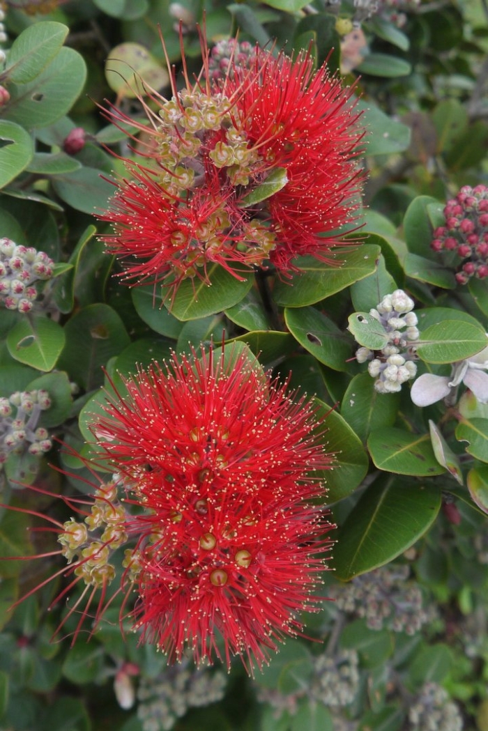 Метросидерос зонтичный