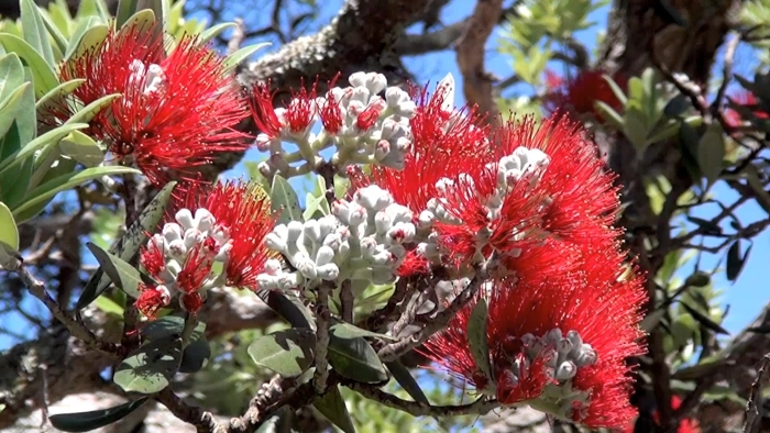 Похутукава новозеландское рождественское дерево