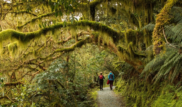 Флора новой зеландии