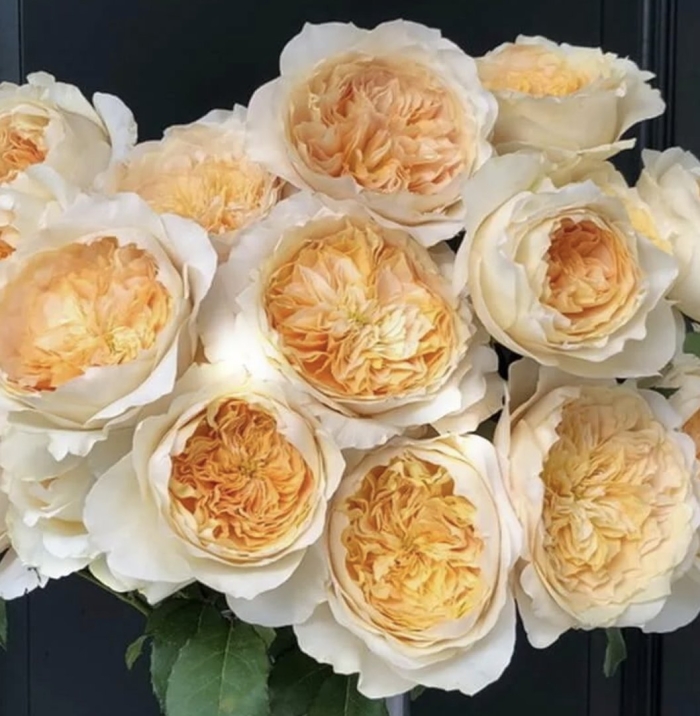 Роза беатрис дэвид остин