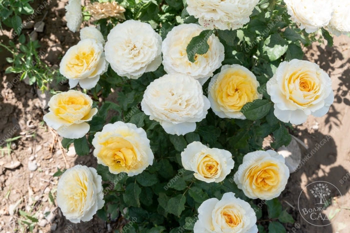 Роза кенсингтон гарденс