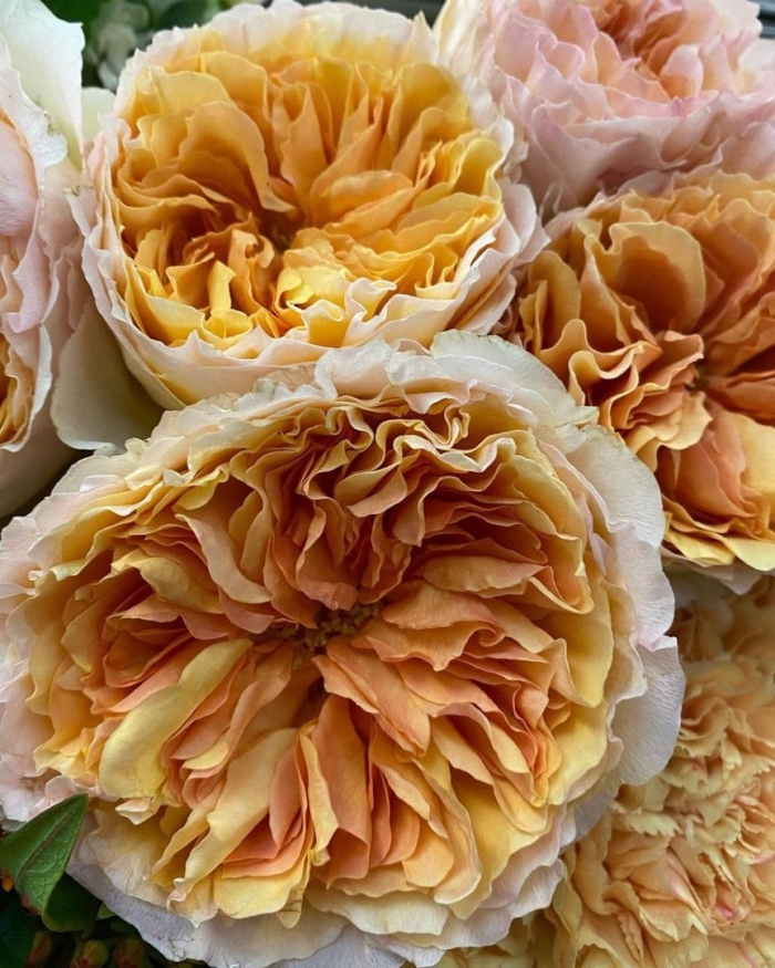 Роза английская беатрис