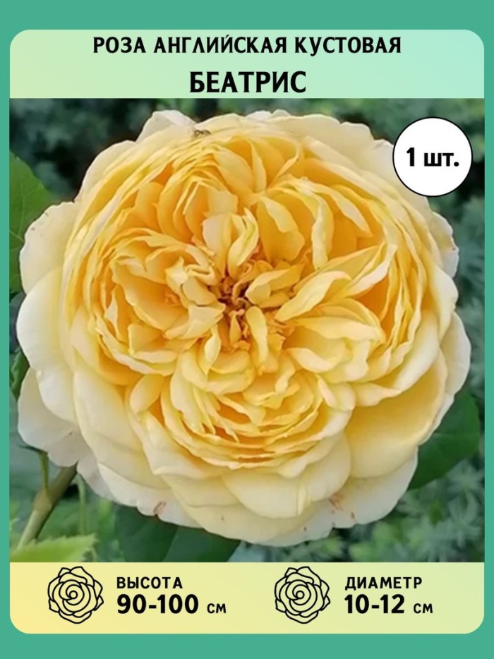 Голден селебрейшн роза