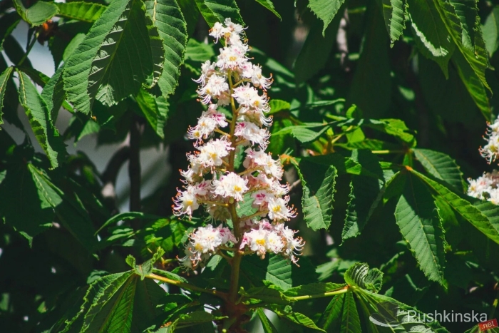 Каштан конский цветение