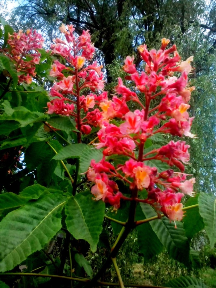 Конский каштан красный