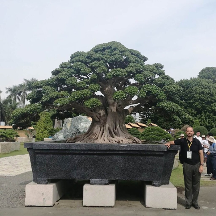 Bonsai tree