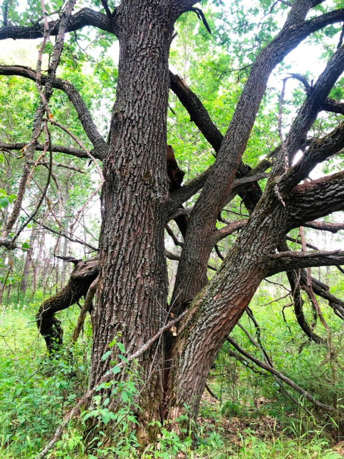 Старые дубы