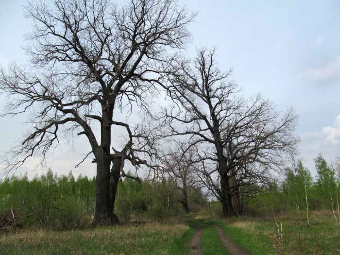 Мордвиновские дубы шишкин