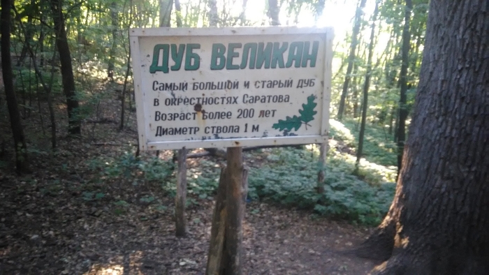 Дуб великан саратов кумысная поляна