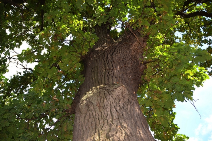 Беловежская пуща дуб черешчатый