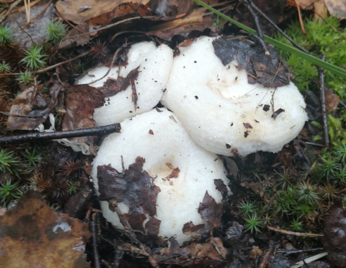 Белая груздь