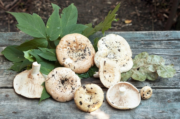 Белый груздь гриб