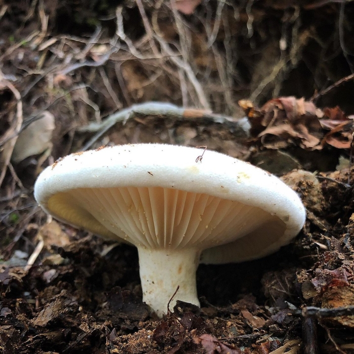 Russula delica (подгруздок белый)