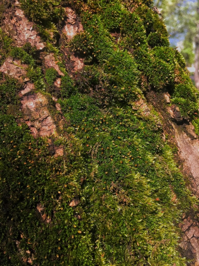 Мох на дереве