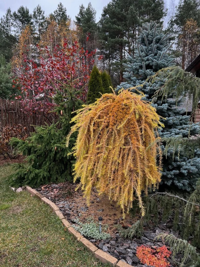 Лиственница европейская пендула