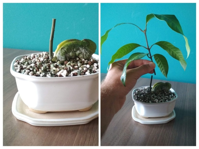 Манго бонсай