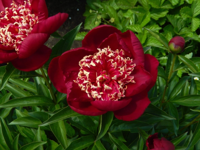 Пион чарльз берджесс