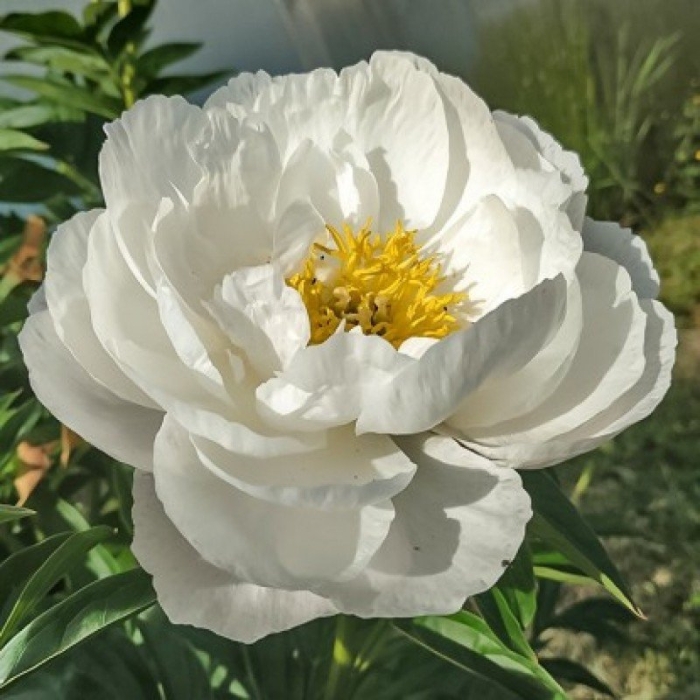 Пион мисс америка