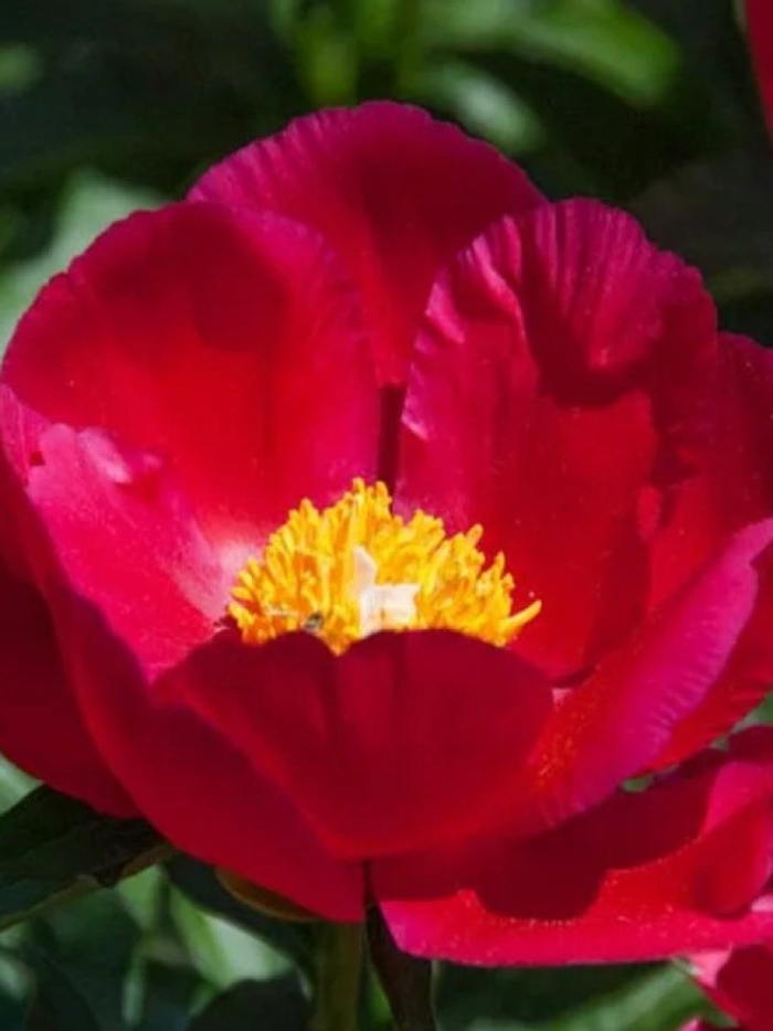 Пион скарлет охара