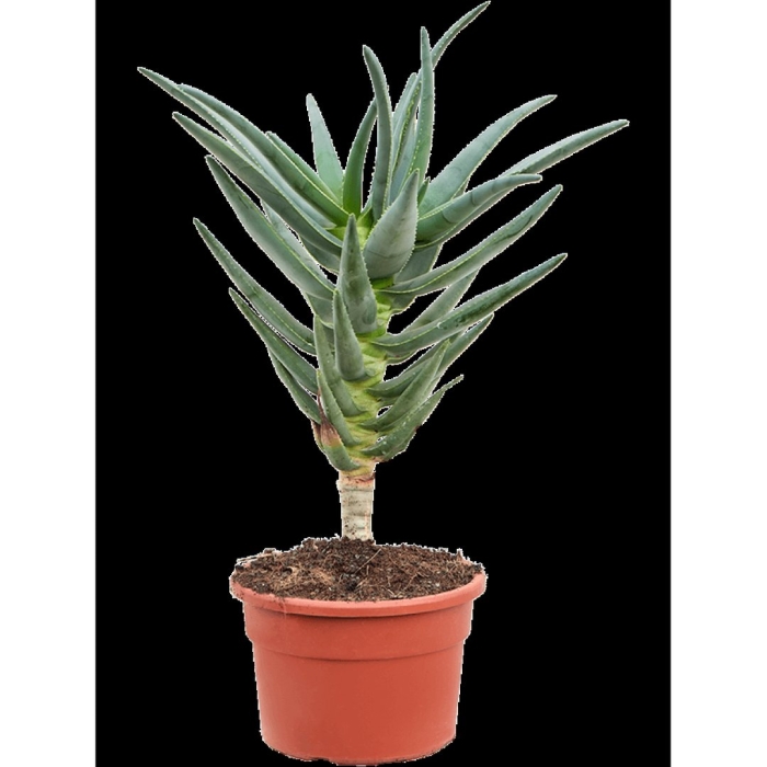 Алоэ дичотома