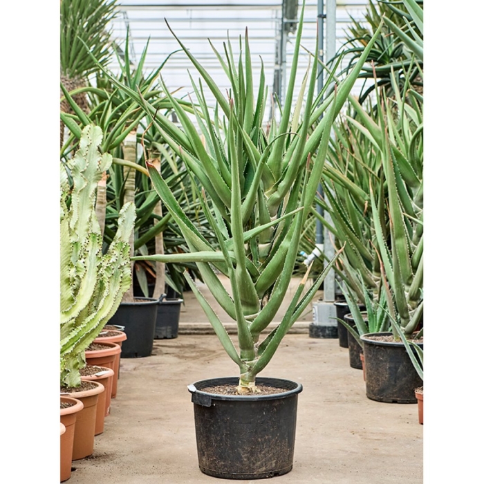 Алоэ байнеса