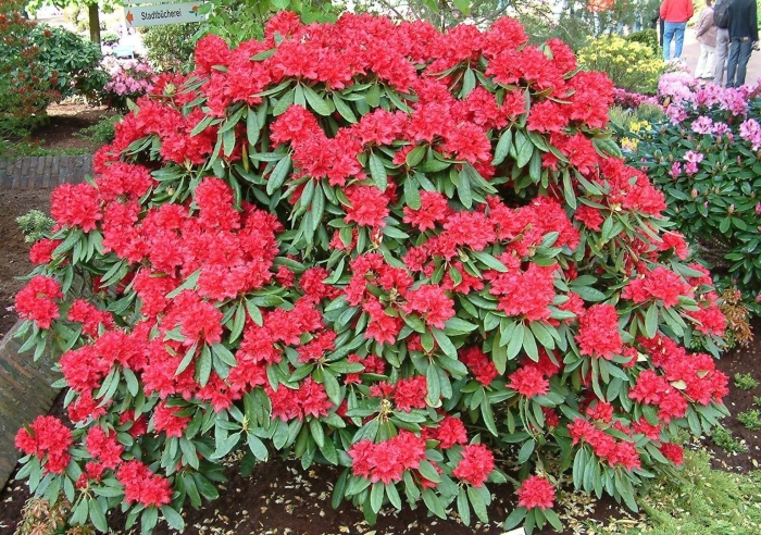 Рододендрон nova zembla