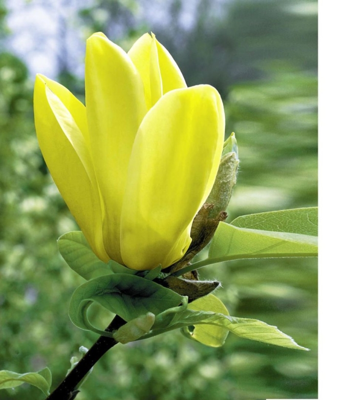 Магнолия суланжа (magnolia soulangeana)