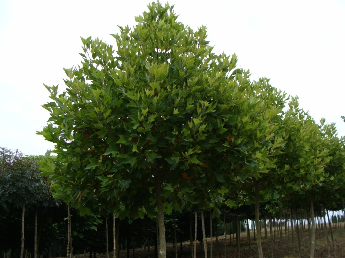 Платан кленолистный