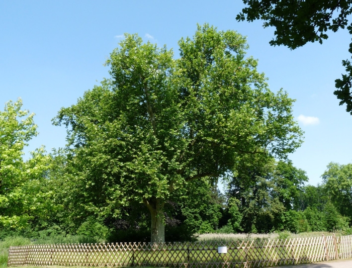 Platanus orientalis дерево