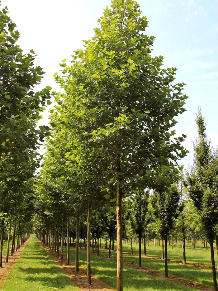 Клен остролистный эмеральд куин