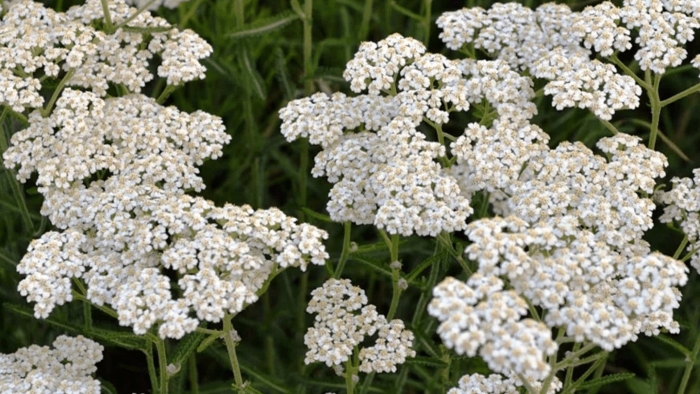 Achillea millefolium