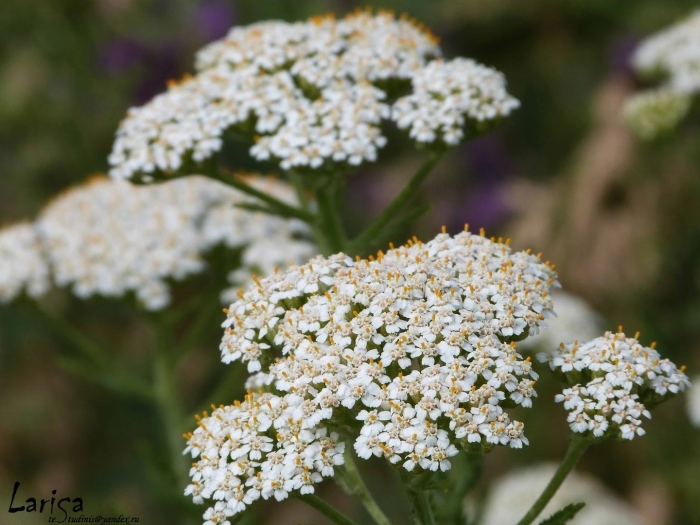 Тысячелистник achillea anthea