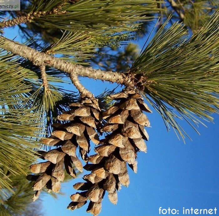 Сосна румелийская pinus peuce