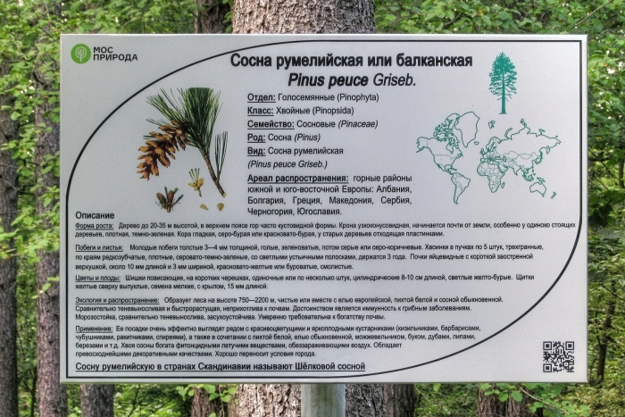 Сосна пицундская красная книга краснодарского края