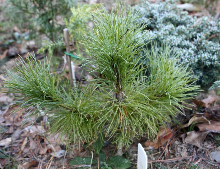 Сосна веймутова radiata