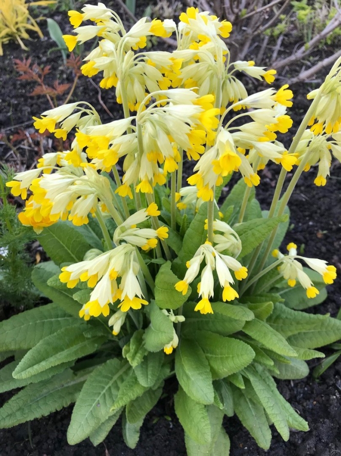 Первоцвет весенний примула баранчики