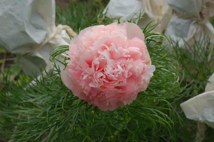 Пион tenuifolia rosea